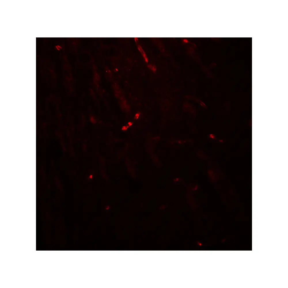 ProSci 8017_S KCNK1 Antibody, ProSci, 0.02 mg/Unit Tertiary Image