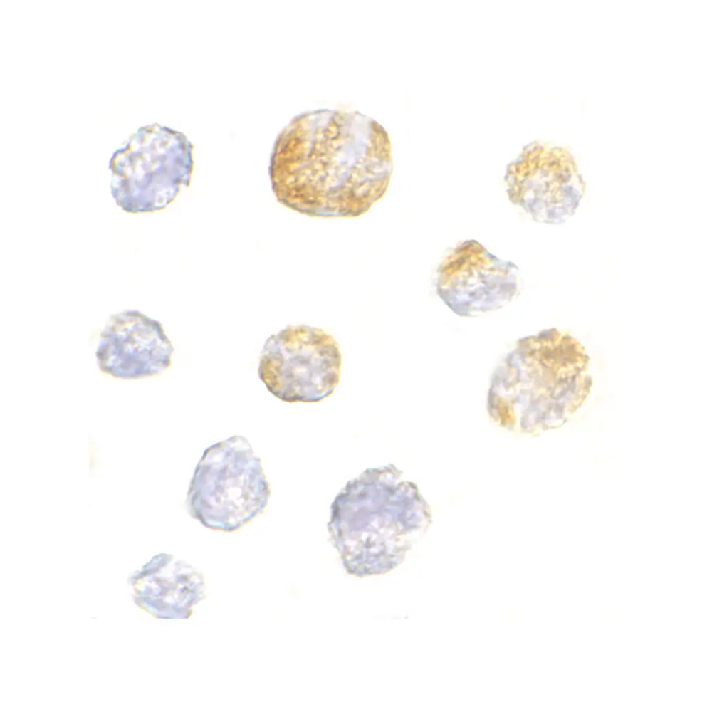 ProSci 4289 KIF5 Antibody, ProSci, 0.1 mg/Unit Secondary Image