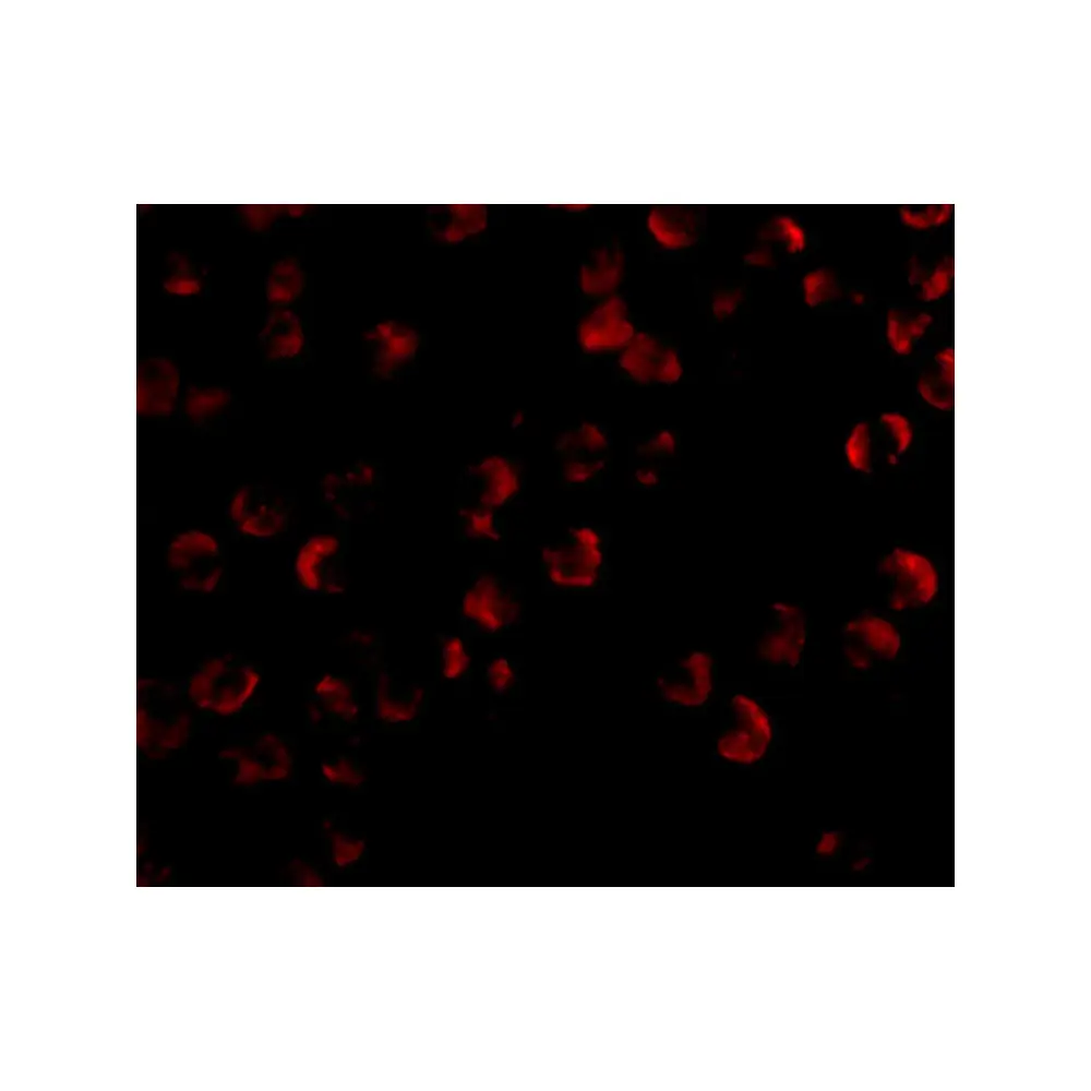 ProSci 4291_S KIF5 Antibody, ProSci, 0.02 mg/Unit Tertiary Image