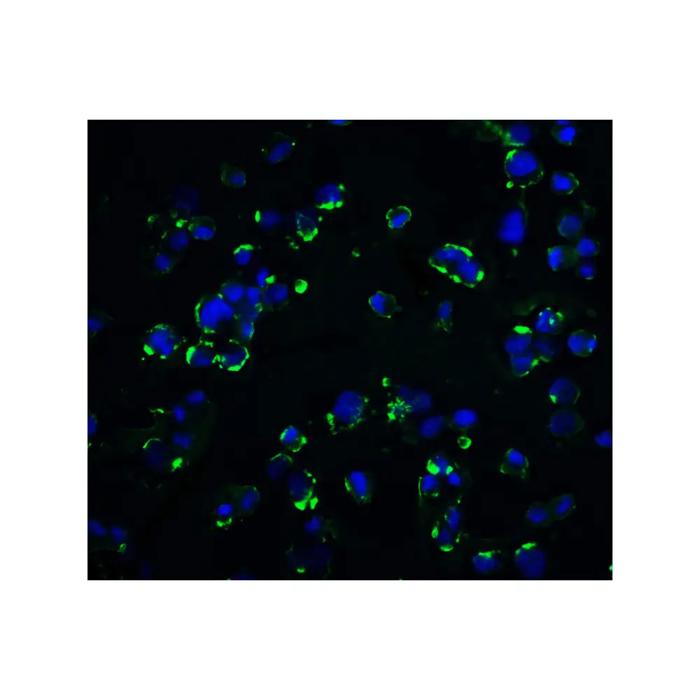 ProSci 8201 KIR2DS2 Antibody, ProSci, 0.1 mg/Unit Quaternary Image