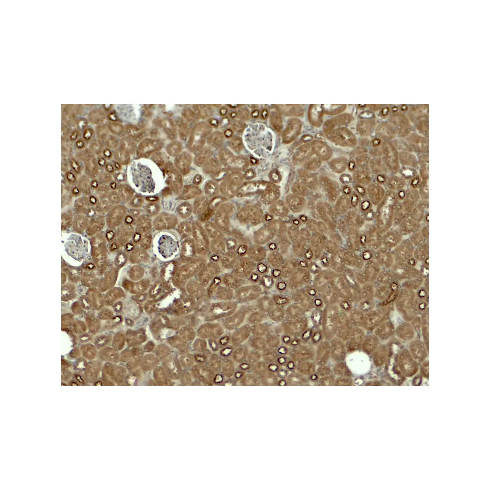 ProSci 7973 KIRREL3 Antibody, ProSci, 0.1 mg/Unit Secondary Image