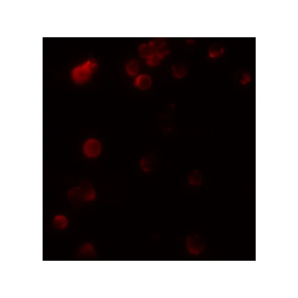 ProSci 8201 KIR2DS2 Antibody, ProSci, 0.1 mg/Unit Tertiary Image