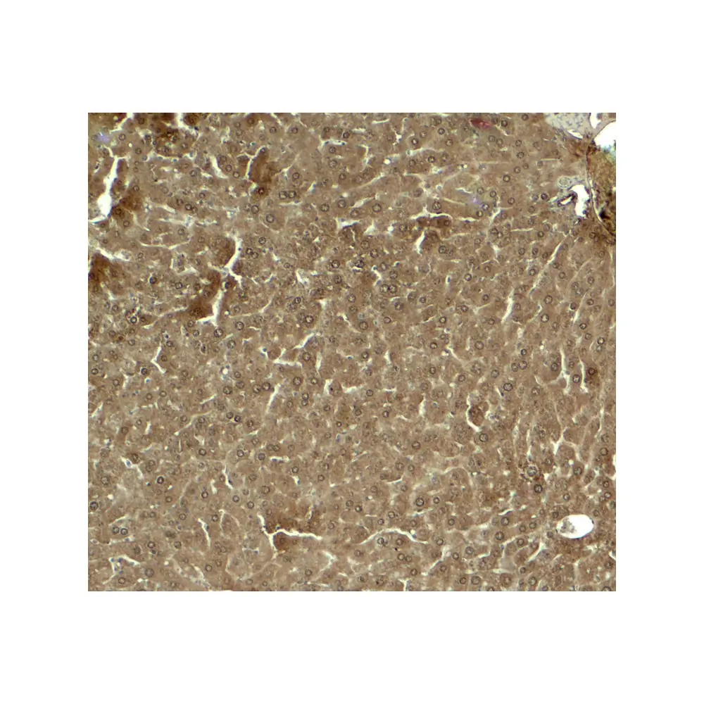 ProSci 8041_S KLF17 Antibody, ProSci, 0.02 mg/Unit Secondary Image