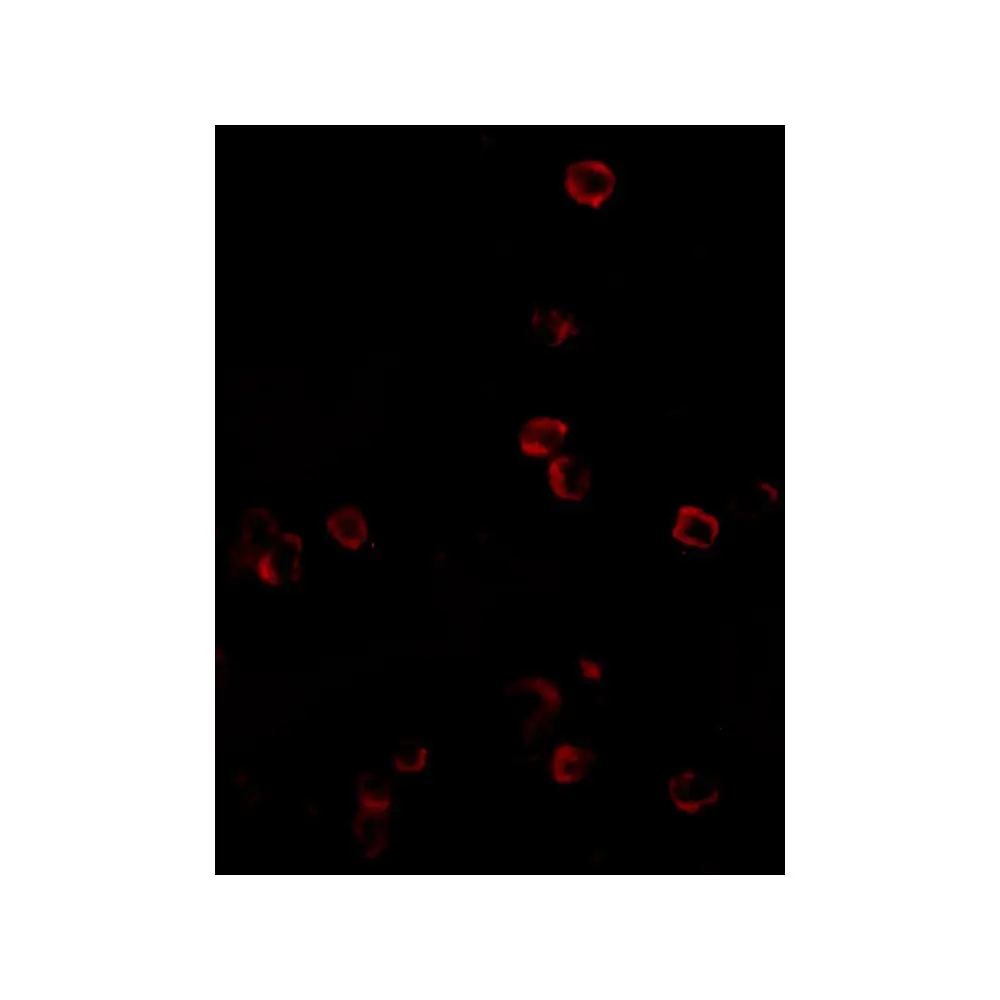 ProSci 4999_S KLRA1 Antibody, ProSci, 0.02 mg/Unit Tertiary Image