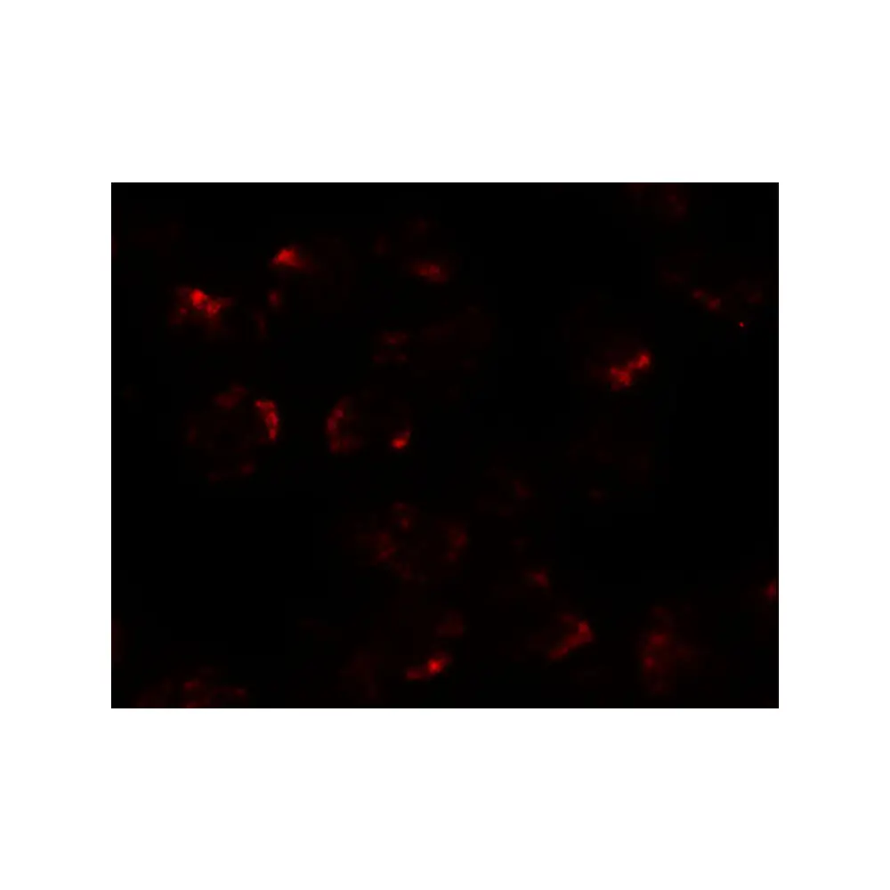 ProSci 6655 KPNA5 Antibody, ProSci, 0.1 mg/Unit Tertiary Image