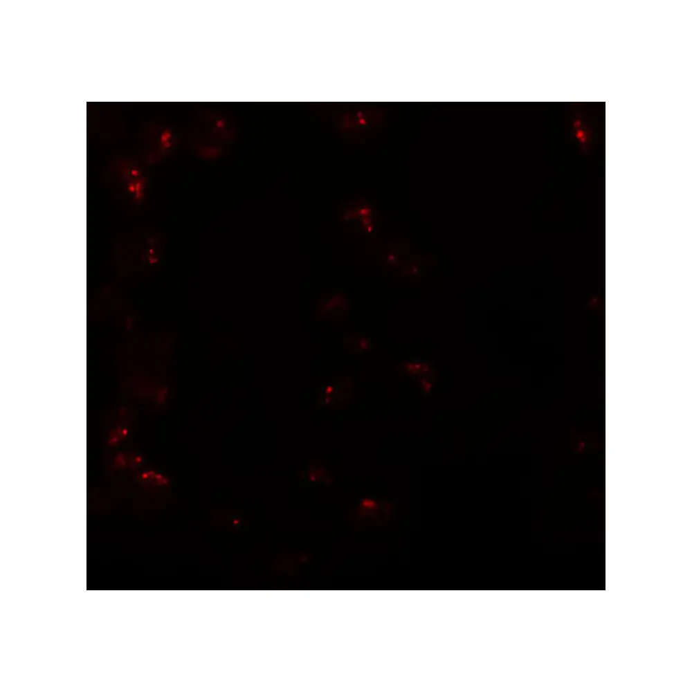 ProSci 5991 KPNA6 Antibody, ProSci, 0.1 mg/Unit Secondary Image