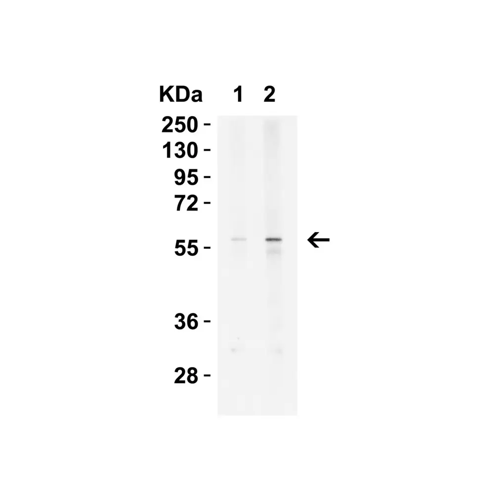 ProSci 7263_S KREMEN2 Antibody, ProSci, 0.02 mg/Unit Tertiary Image