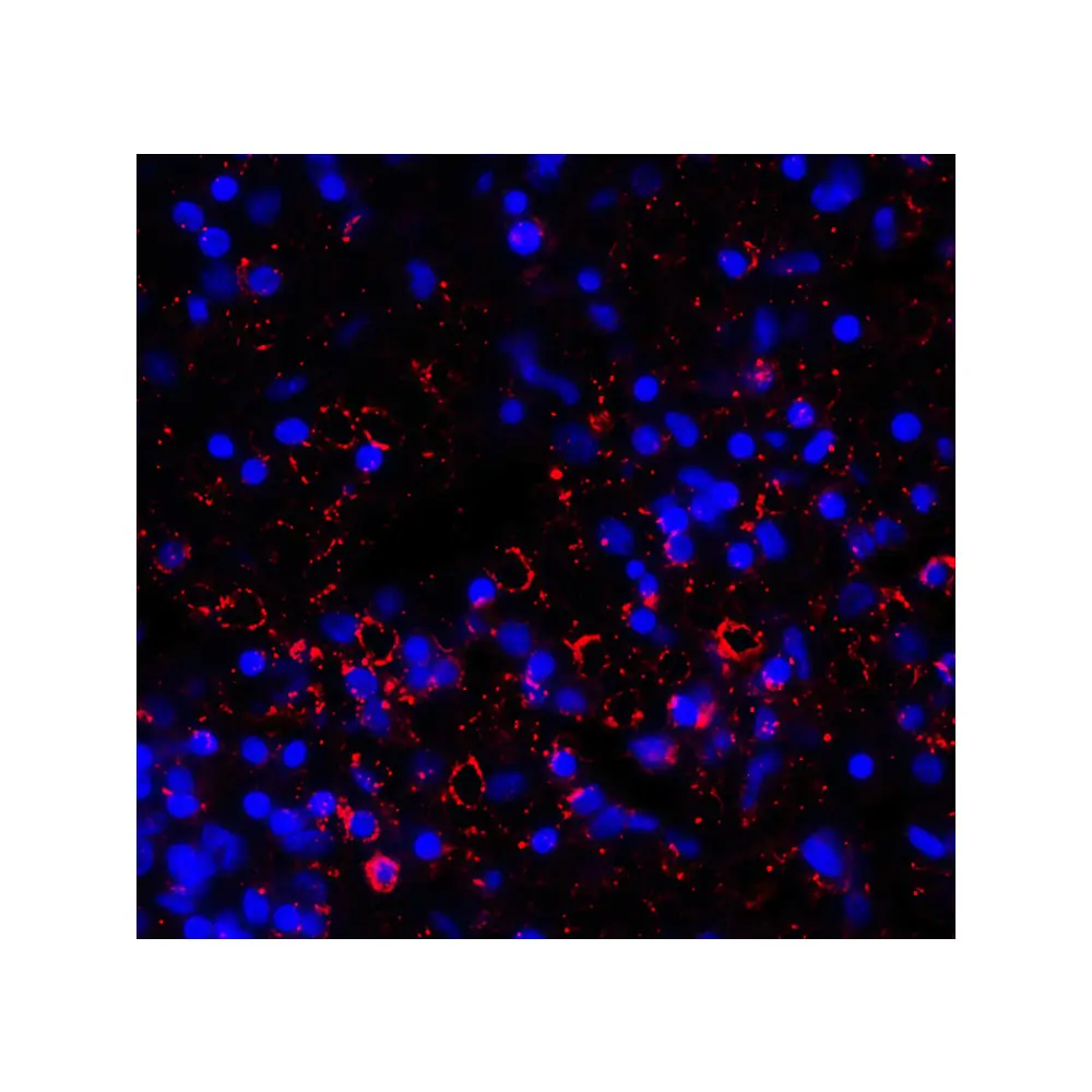 ProSci RF16082_S LAG3 Antibody [2G8], ProSci, 0.02 mg/Unit Quaternary Image
