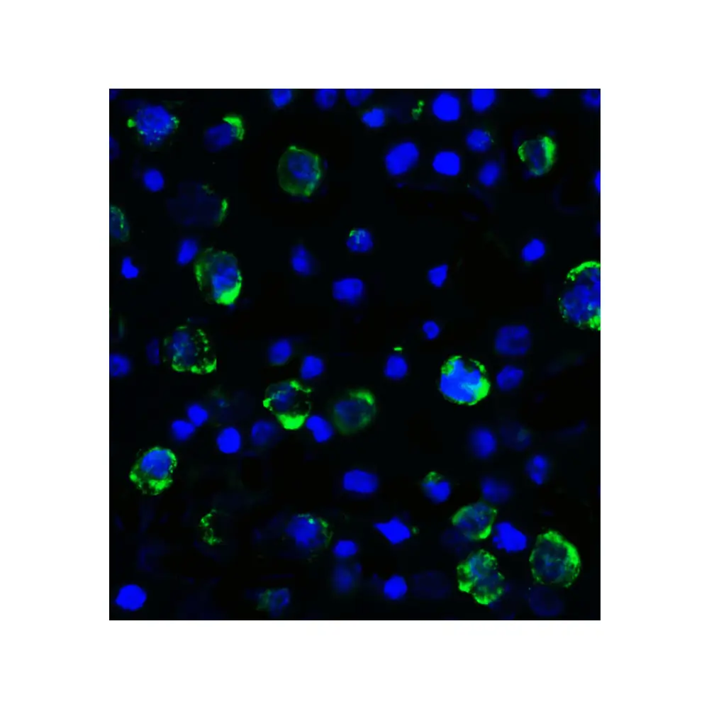 ProSci RF16082_S LAG3 Antibody [2G8], ProSci, 0.02 mg/Unit Tertiary Image