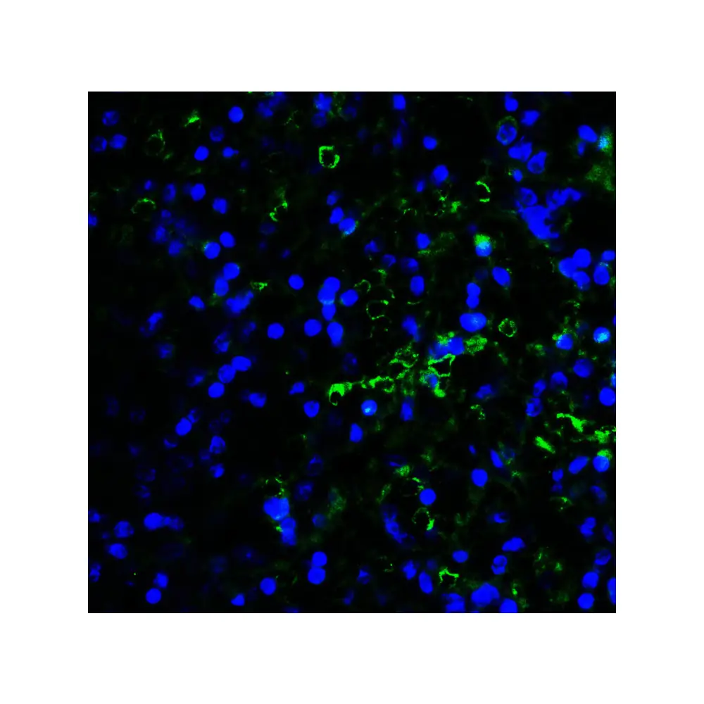 ProSci RF16086 LAG3 Antibody [6B12], ProSci, 0.1 mg/Unit Tertiary Image