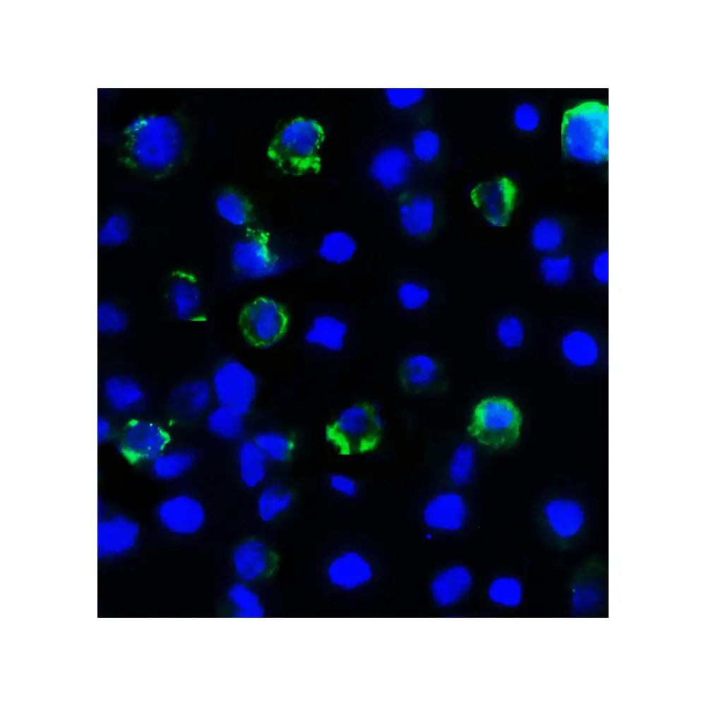 ProSci RF16086 LAG3 Antibody [6B12], ProSci, 0.1 mg/Unit Secondary Image