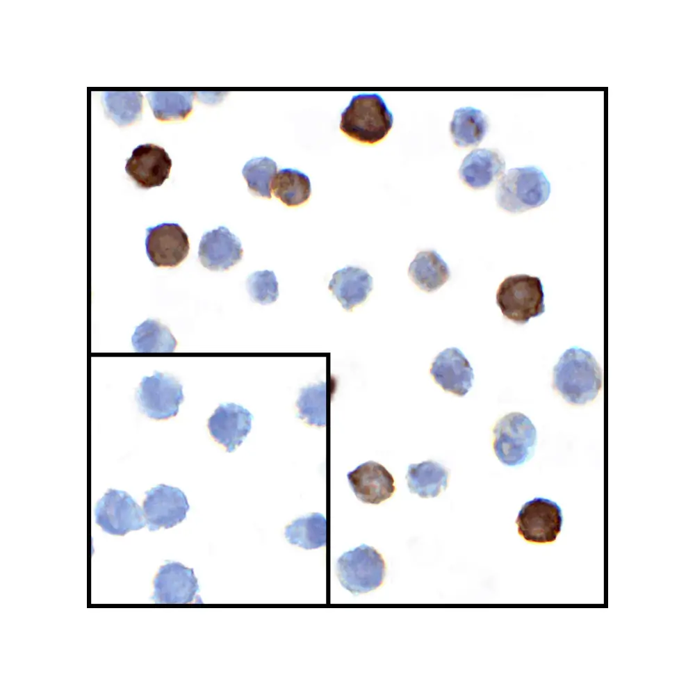 ProSci RF16063_S LIGHT Antibody [7B9E12] , ProSci, 0.02 mg/Unit Secondary Image
