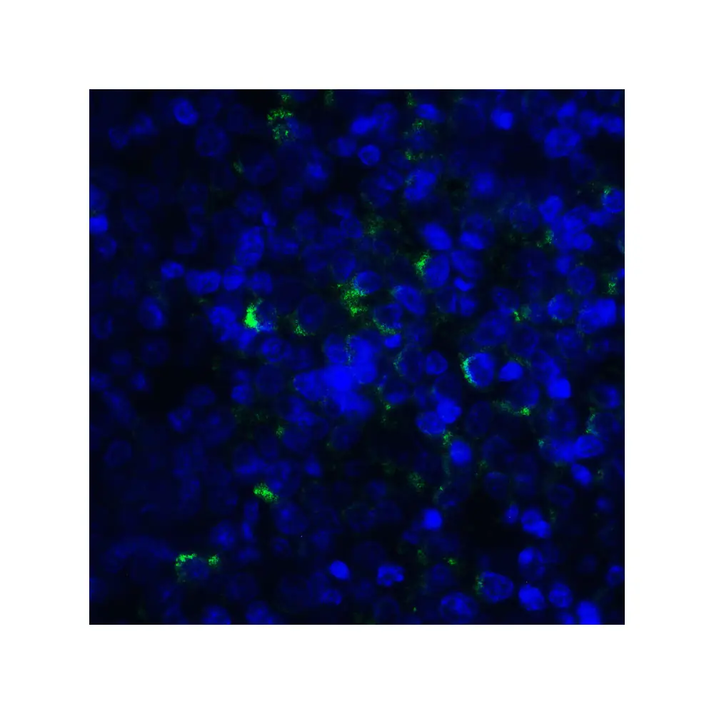 ProSci RF16063_S LIGHT Antibody [7B9E12] , ProSci, 0.02 mg/Unit Quaternary Image