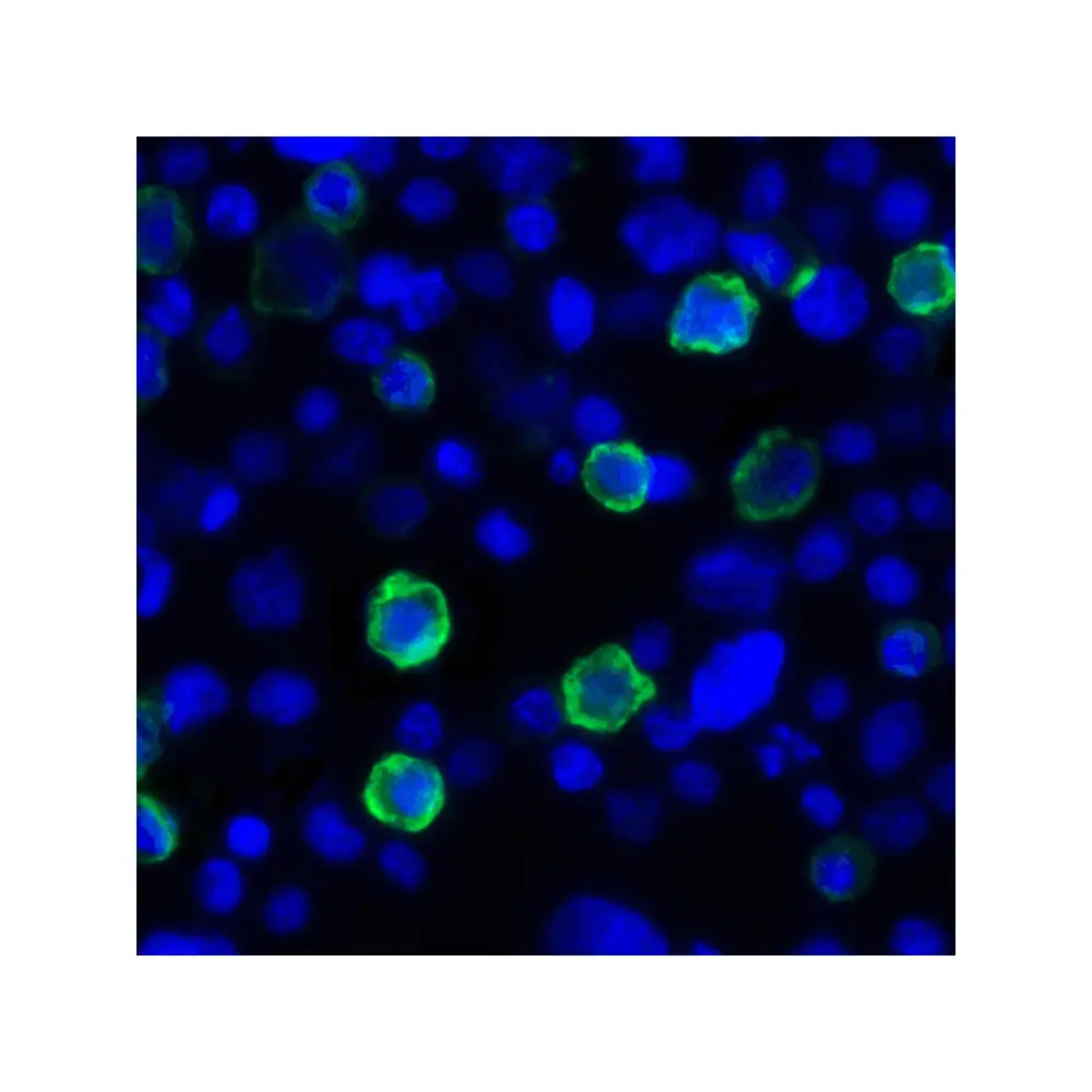 ProSci RF16063_S LIGHT Antibody [7B9E12] , ProSci, 0.02 mg/Unit Tertiary Image