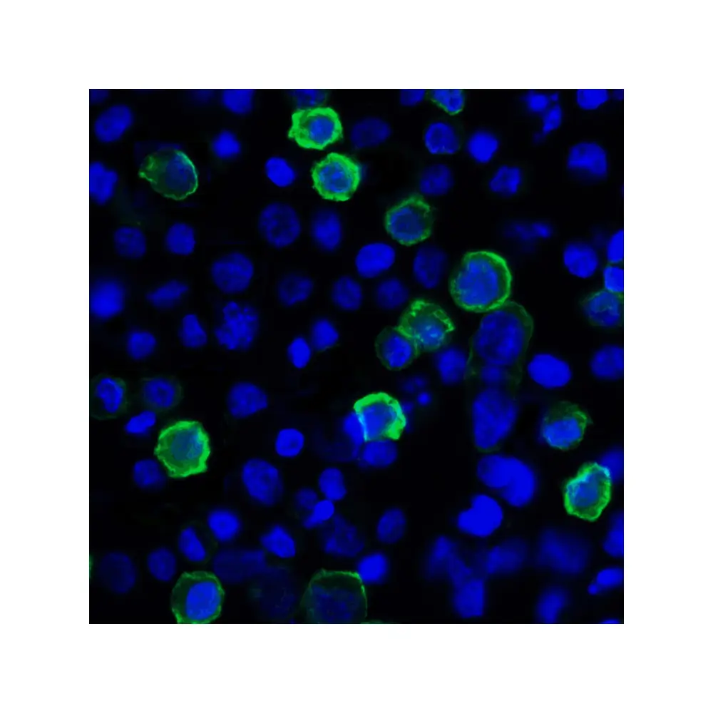 ProSci RF16061 LIGHT Antibody [7B9F12], ProSci, 0.1 mg/Unit Tertiary Image