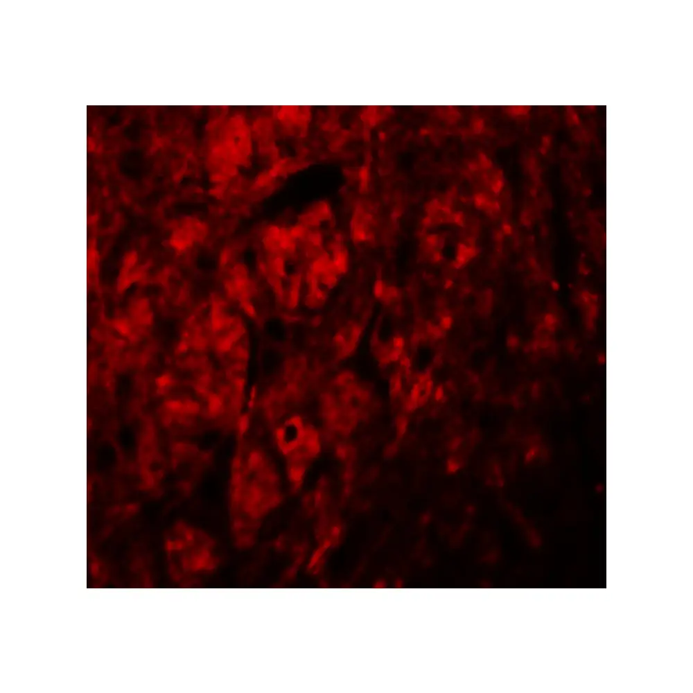 ProSci 6171_S LRRTM3 Antibody, ProSci, 0.02 mg/Unit Tertiary Image