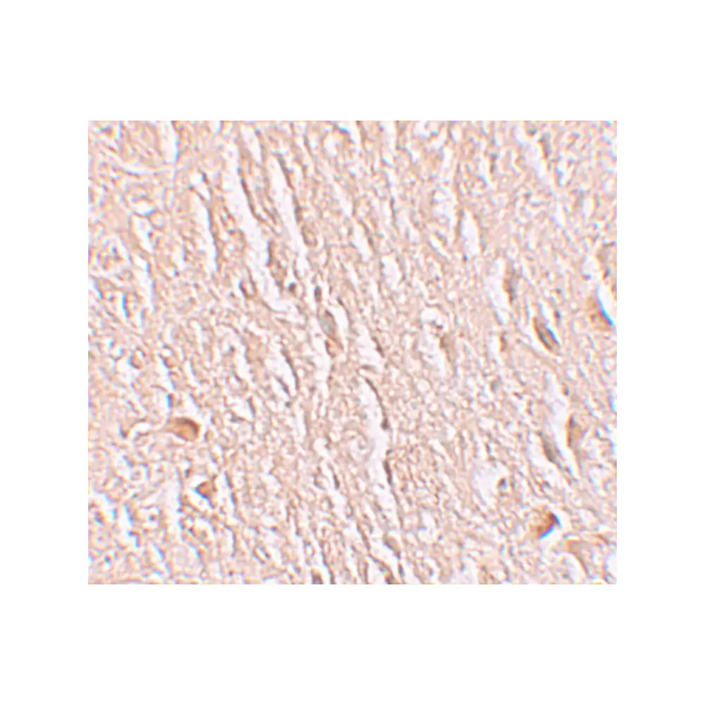 ProSci 6171_S LRRTM3 Antibody, ProSci, 0.02 mg/Unit Secondary Image