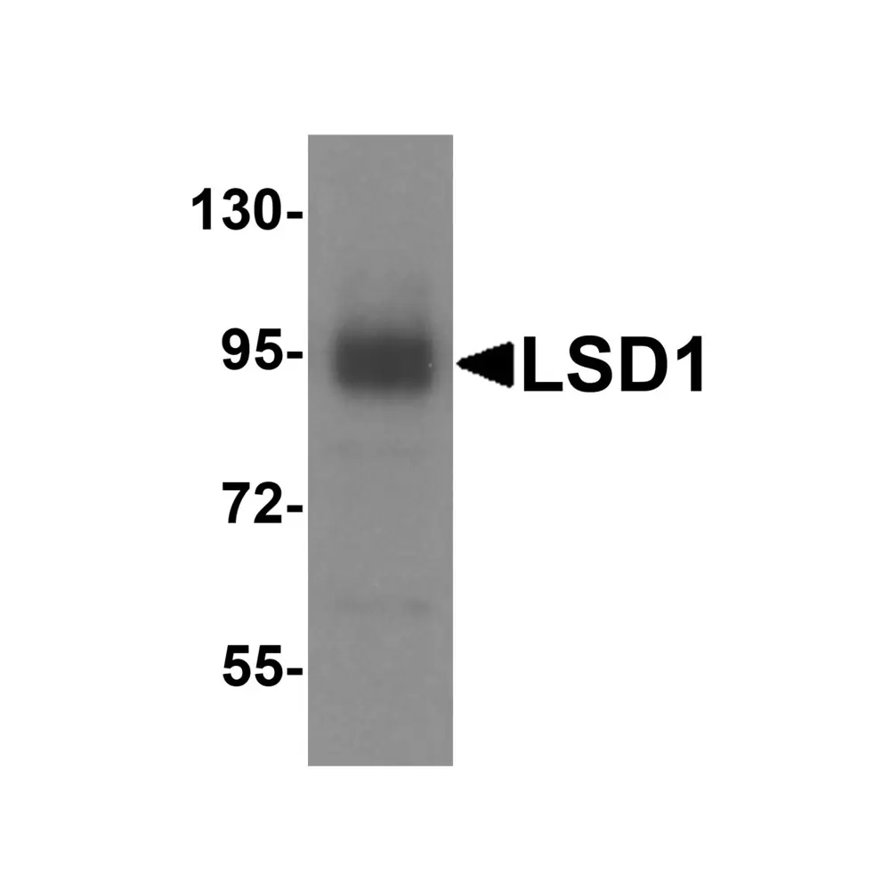 ProSci 8223_S LSD1 Antibody, ProSci, 0.02 mg/Unit Secondary Image