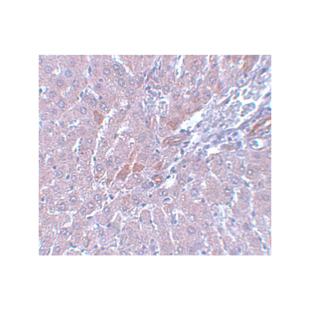 ProSci 5659_S LYRM1 Antibody, ProSci, 0.02 mg/Unit Secondary Image