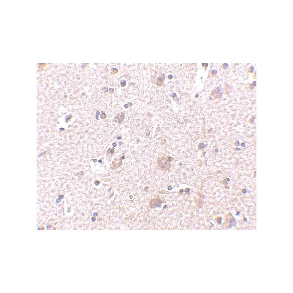 ProSci 4349_S MANF Antibody, ProSci, 0.02 mg/Unit Quaternary Image