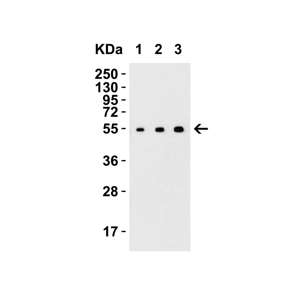 ProSci 4349_S MANF Antibody, ProSci, 0.02 mg/Unit Secondary Image