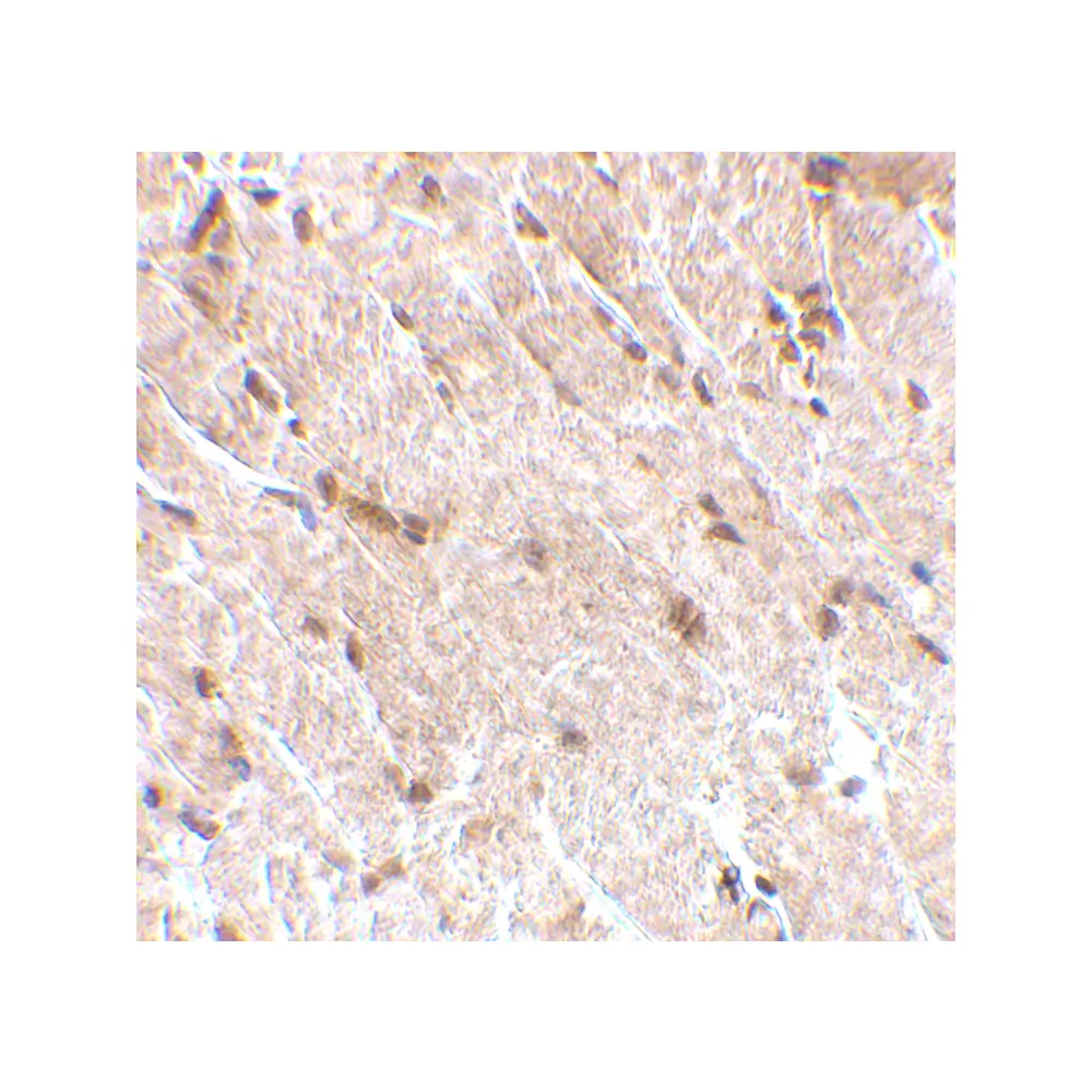 ProSci 4079_S MAPKAP1 Antibody, ProSci, 0.02 mg/Unit Secondary Image