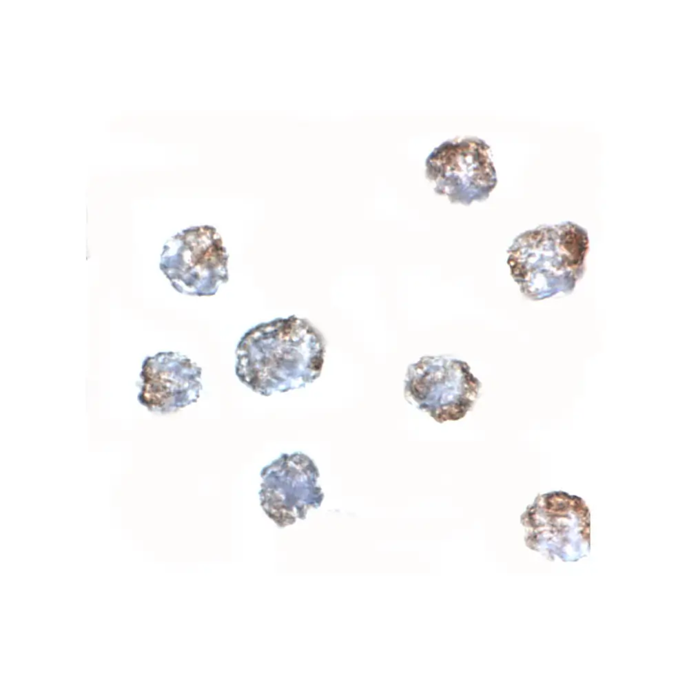ProSci 5141 MATN3 Antibody, ProSci, 0.1 mg/Unit Secondary Image