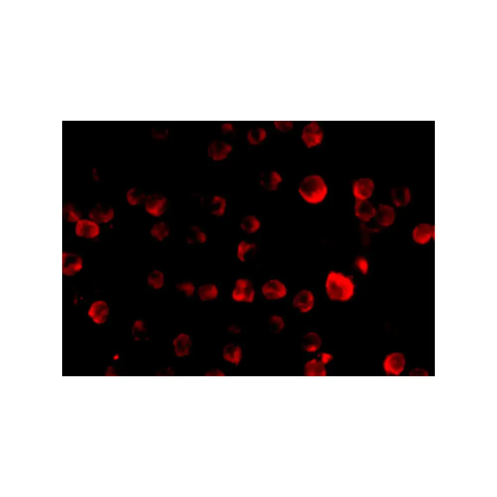 ProSci 2479 MCG10 Antibody, ProSci, 0.1 mg/Unit Tertiary Image
