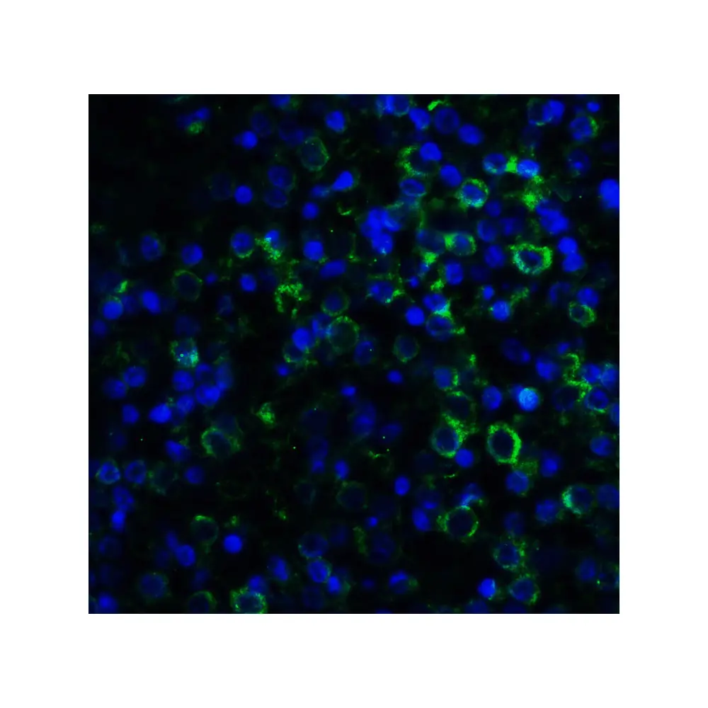 ProSci PM-4847_S MD-2 Antibody [1A2E3] , ProSci, 0.02 mg/Unit Quaternary Image