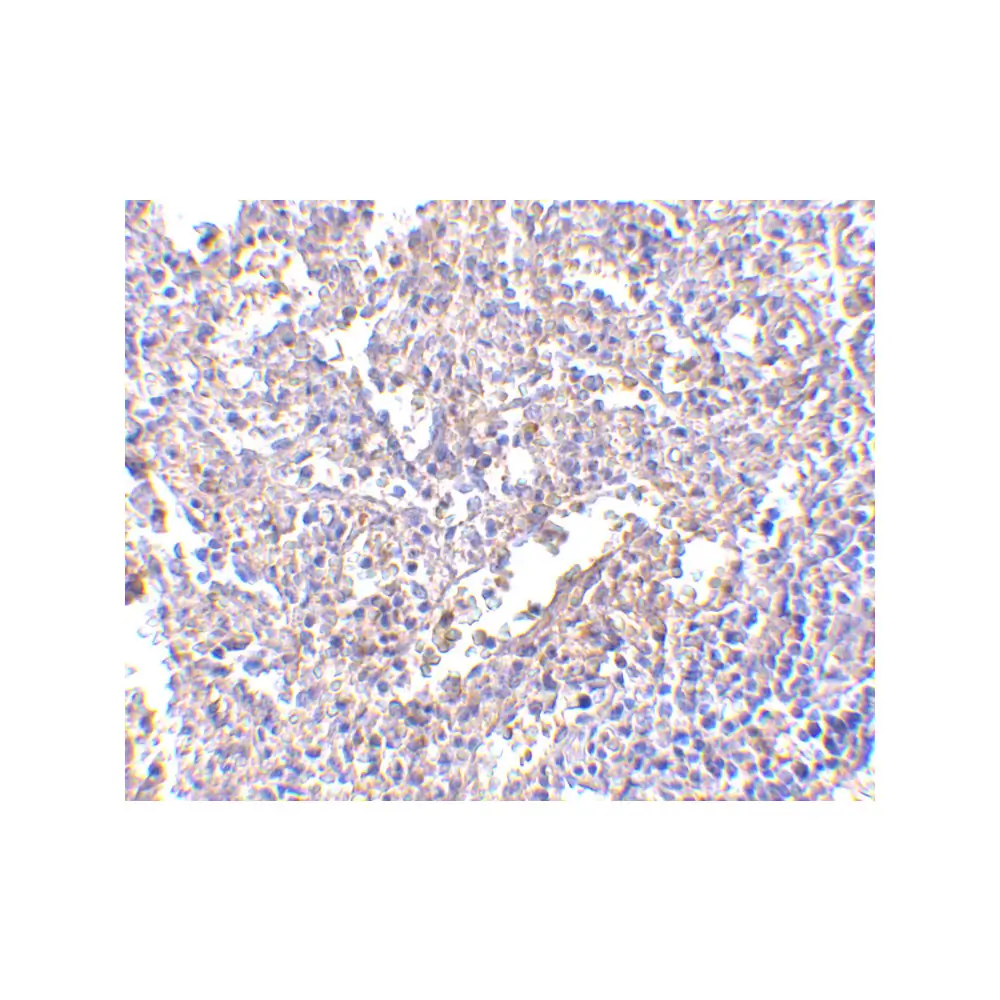 ProSci PM-4847 MD-2 Antibody [1A2E3] , ProSci, 0.1 mg/Unit Secondary Image