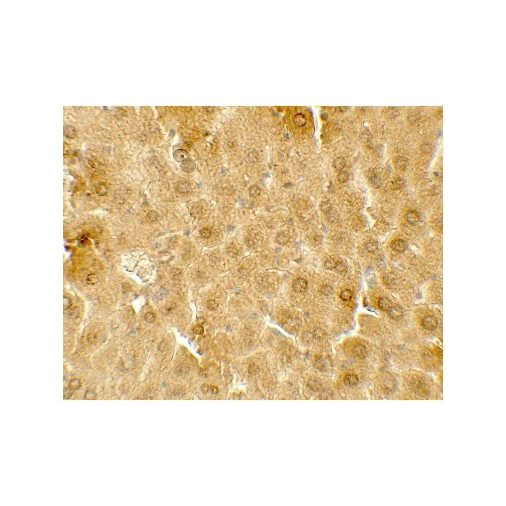 ProSci 7721 ME1 Antibody, ProSci, 0.1 mg/Unit Secondary Image