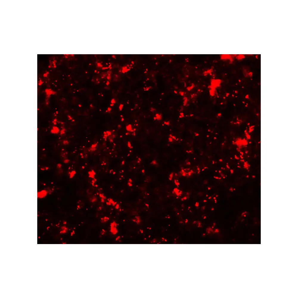 ProSci 7723_S ME2 Antibody, ProSci, 0.02 mg/Unit Tertiary Image