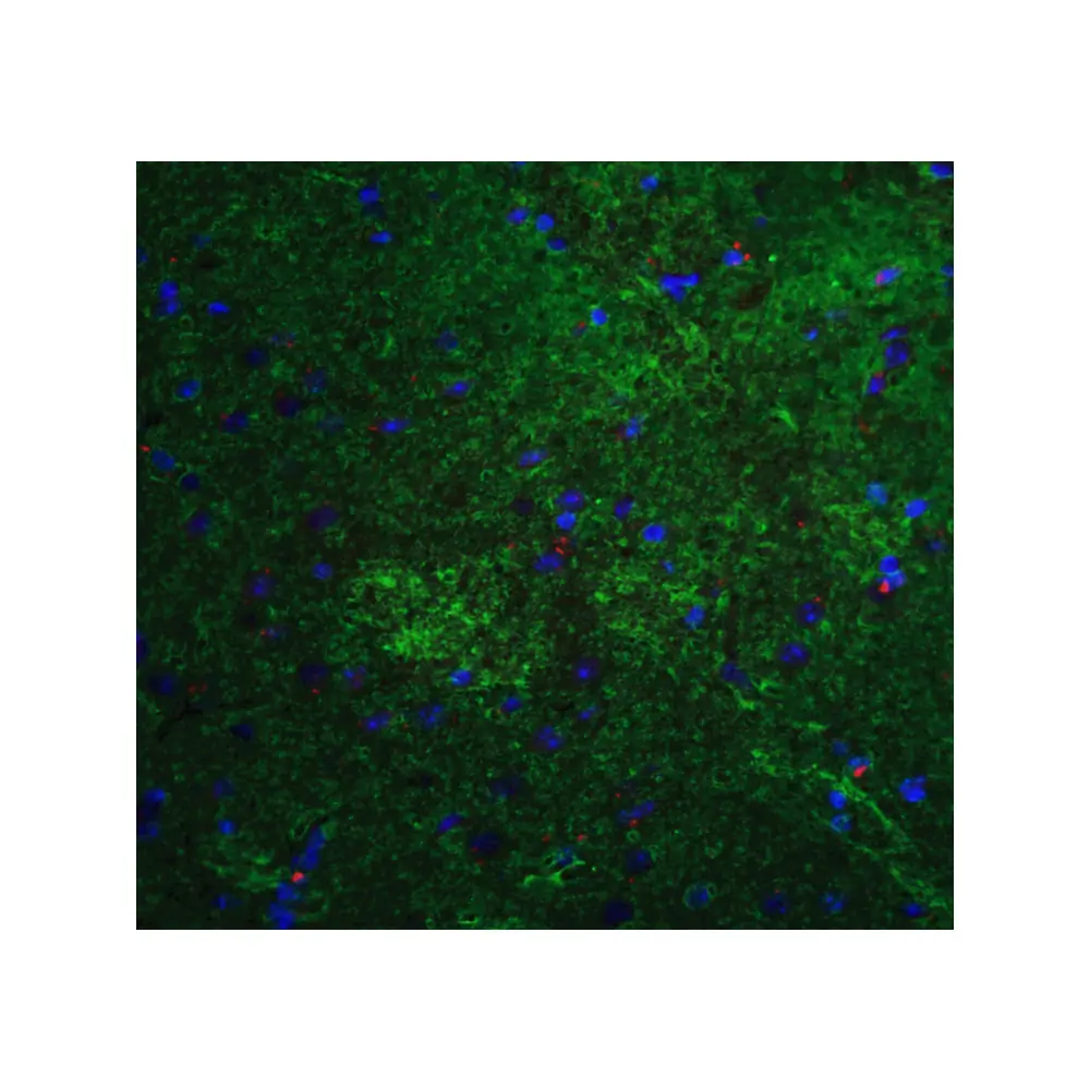 ProSci 7863 MFN2 Antibody, ProSci, 0.1 mg/Unit Quaternary Image