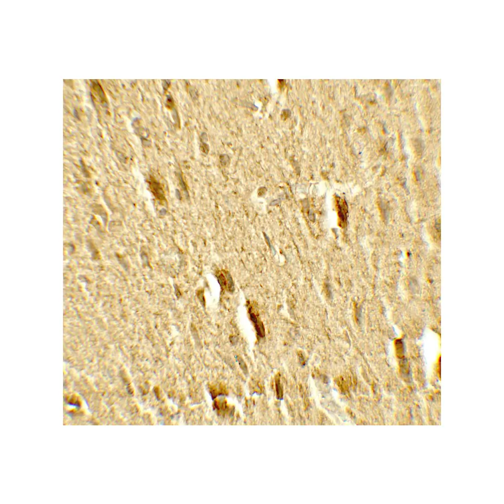 ProSci 7863_S MFN2 Antibody, ProSci, 0.02 mg/Unit Secondary Image