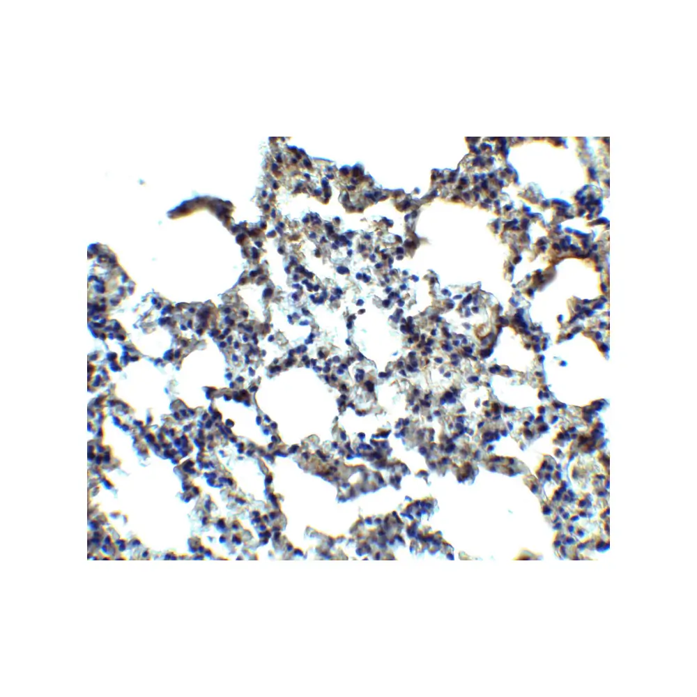 ProSci 6025_S MFSD2A Antibody, ProSci, 0.02 mg/Unit Secondary Image
