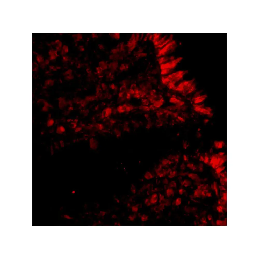 ProSci 4261 MICA Antibody, ProSci, 0.1 mg/Unit Tertiary Image