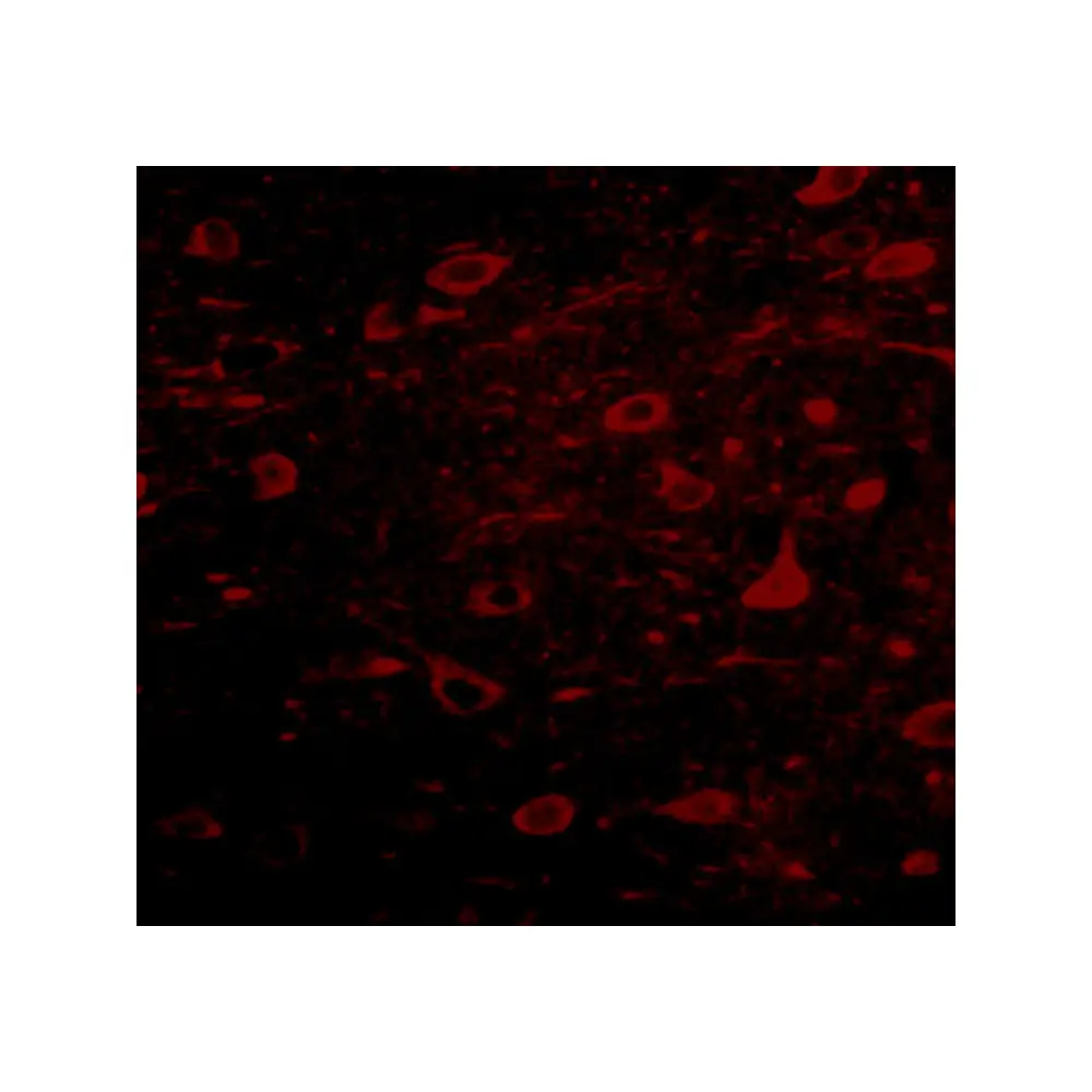 ProSci 5219_S MIPU1 Antibody, ProSci, 0.02 mg/Unit Tertiary Image