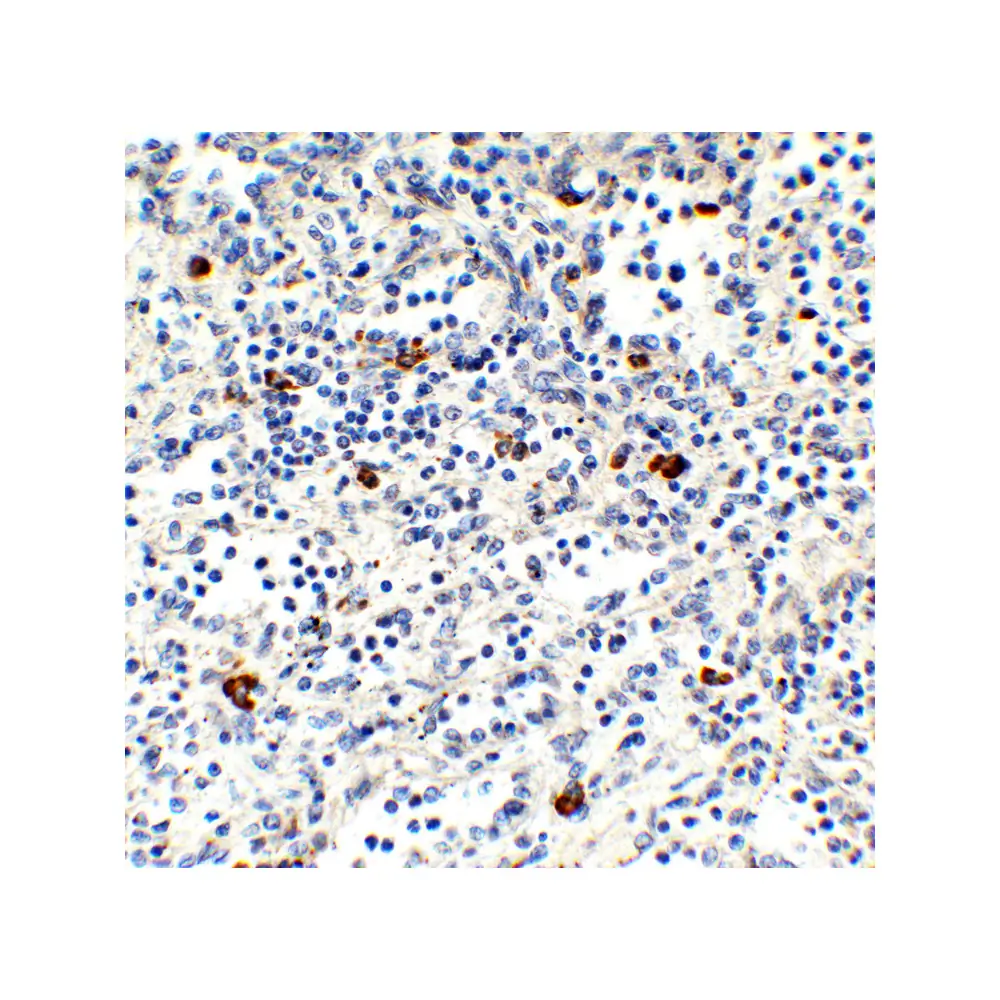 ProSci 9647 MNDA (IN) Antibody, ProSci, 0.1 mg/Unit Secondary Image