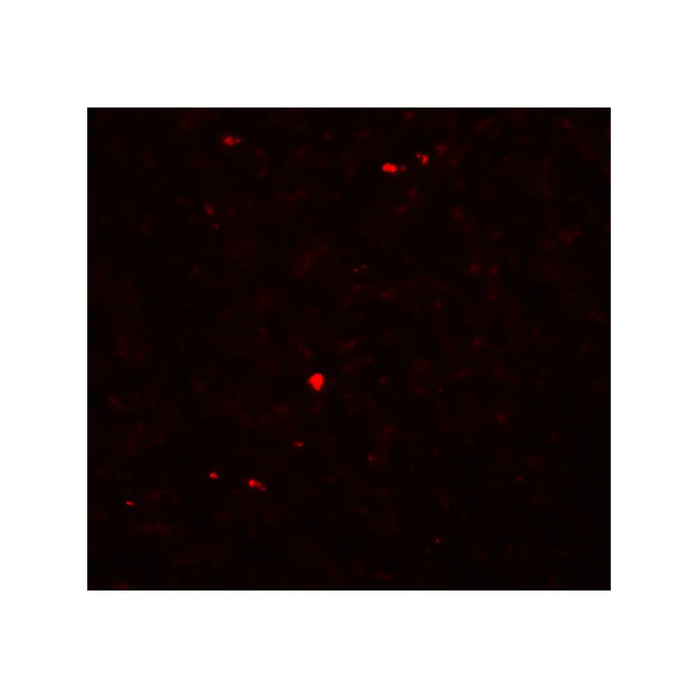 ProSci 5995_S MOX1 Antibody, ProSci, 0.02 mg/Unit Tertiary Image