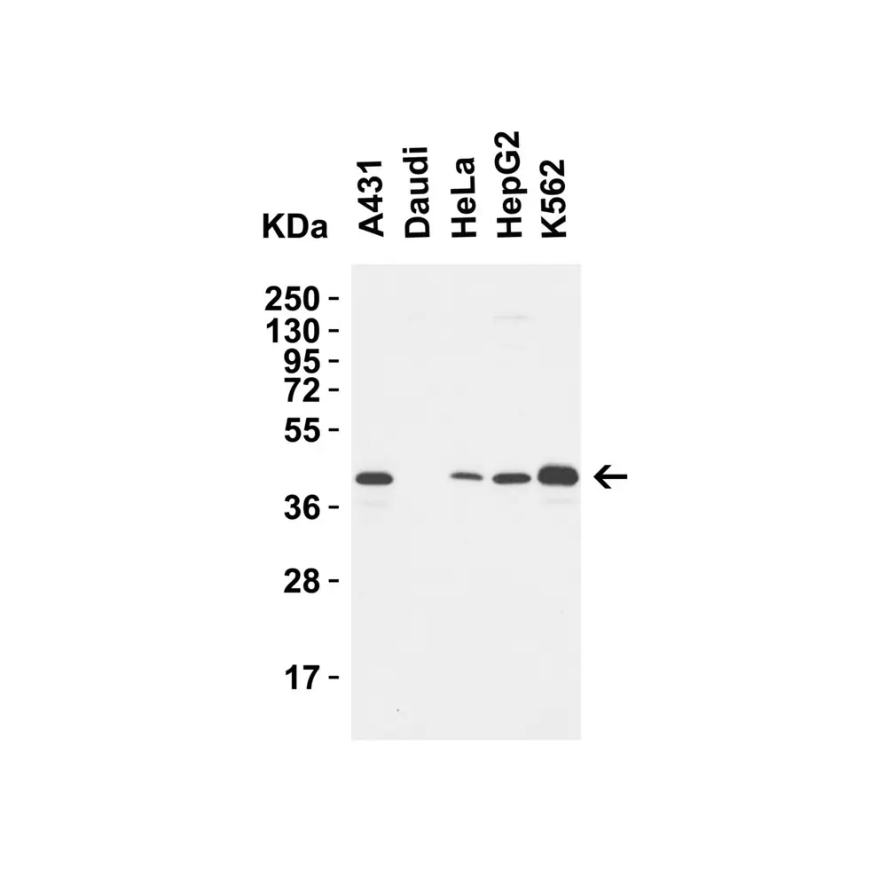 ProSci 5269_S MPYS Antibody, ProSci, 0.02 mg/Unit Secondary Image