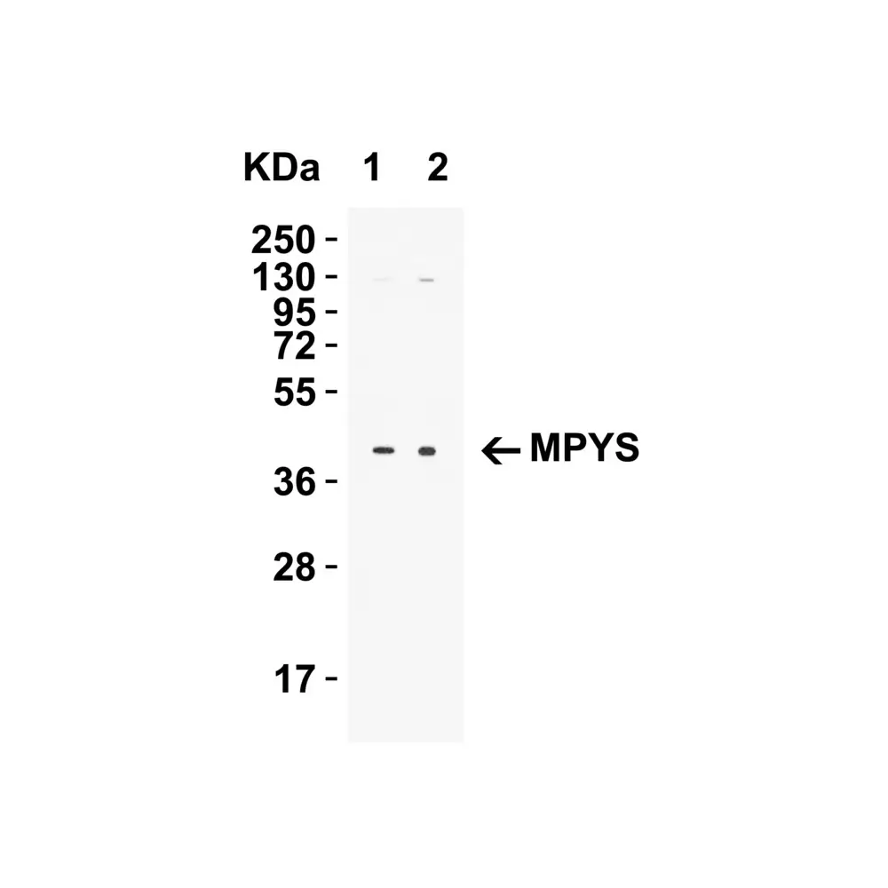 ProSci 5269_S MPYS Antibody, ProSci, 0.02 mg/Unit Tertiary Image