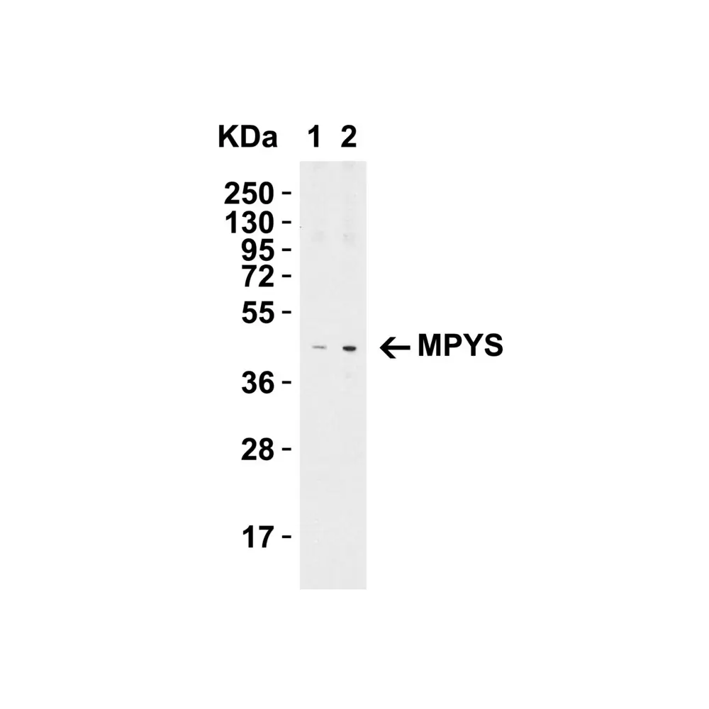 ProSci 5269_S MPYS Antibody, ProSci, 0.02 mg/Unit Quaternary Image