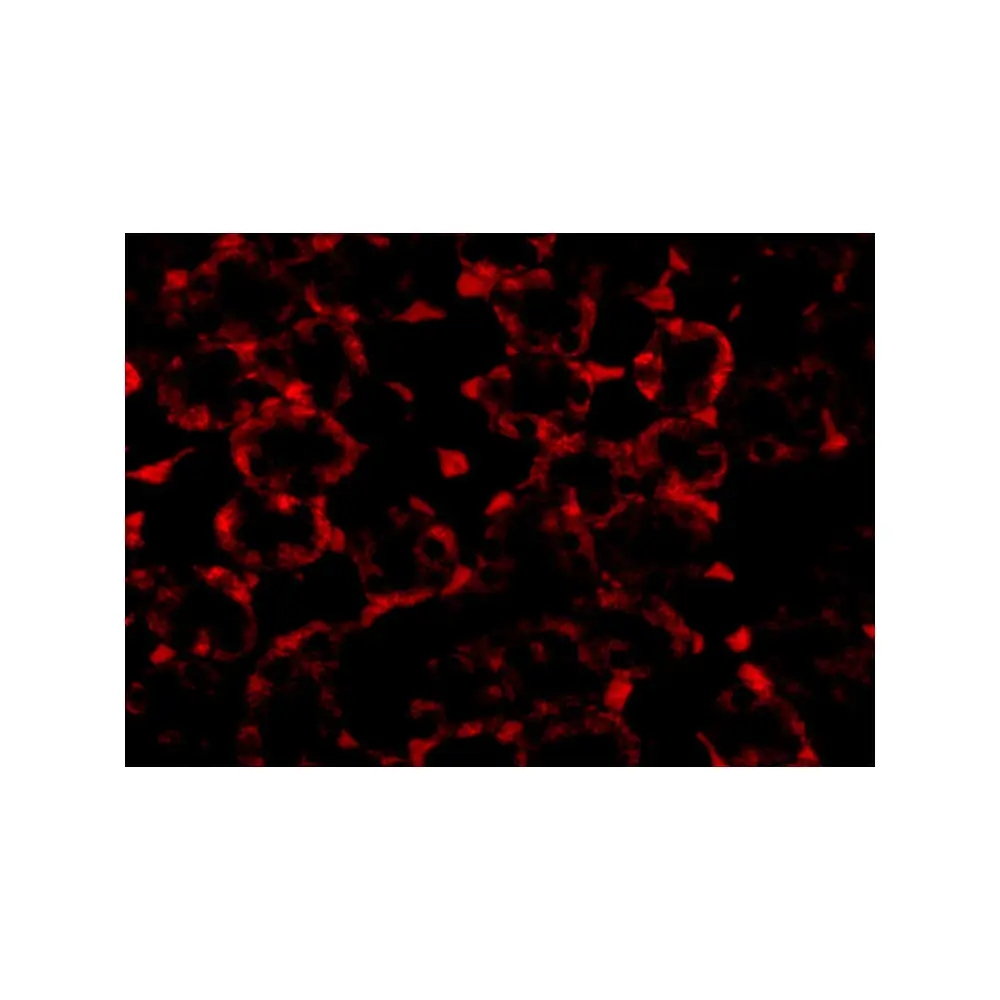 ProSci 5063 MTCH2 Antibody, ProSci, 0.1 mg/Unit Tertiary Image