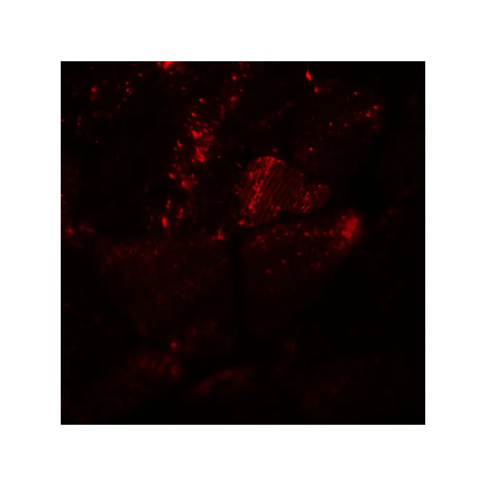 ProSci 8081 MYH8 Antibody, ProSci, 0.1 mg/Unit Tertiary Image