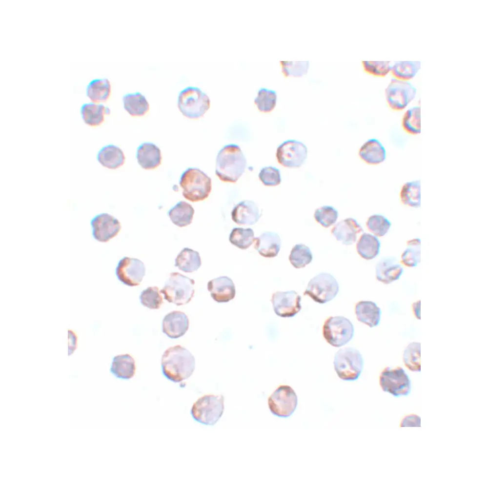 ProSci 5667 Maelstrom Antibody, ProSci, 0.1 mg/Unit Secondary Image