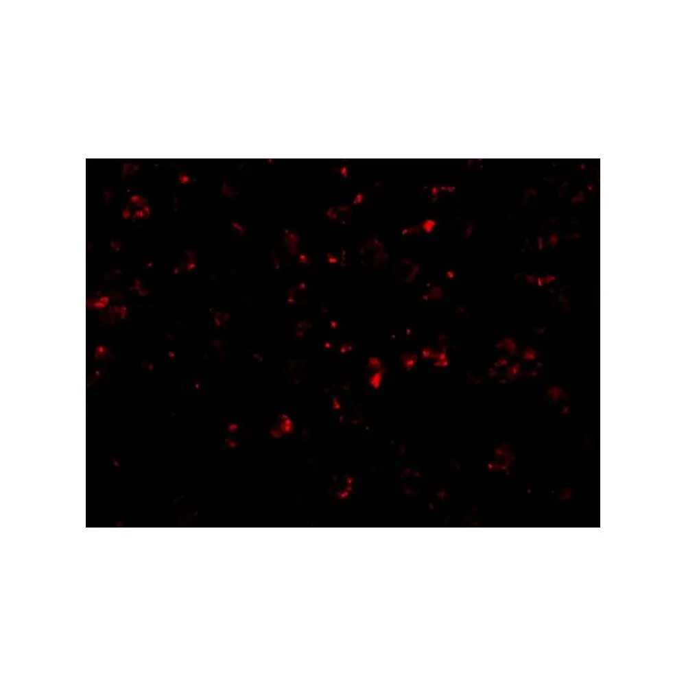 ProSci 3037 NALP1 Antibody, ProSci, 0.1 mg/Unit Tertiary Image