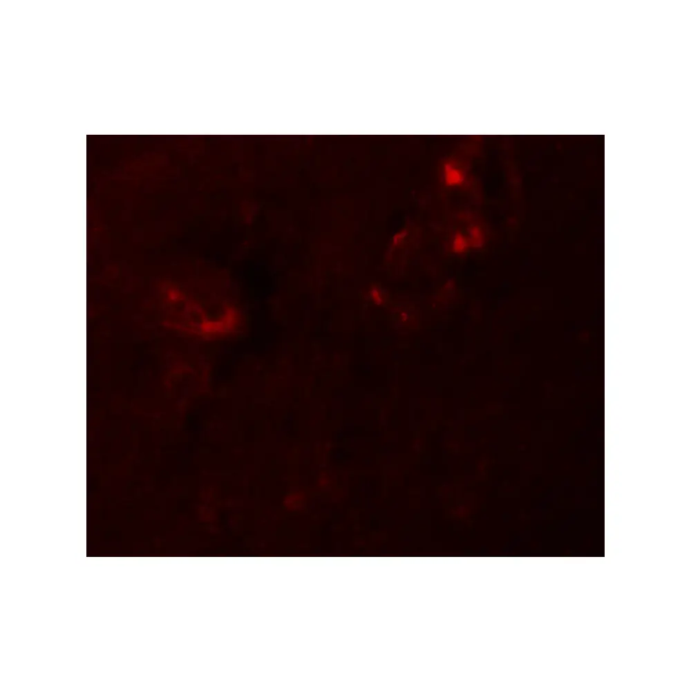 ProSci 5959 NALP5 Antibody, ProSci, 0.1 mg/Unit Tertiary Image