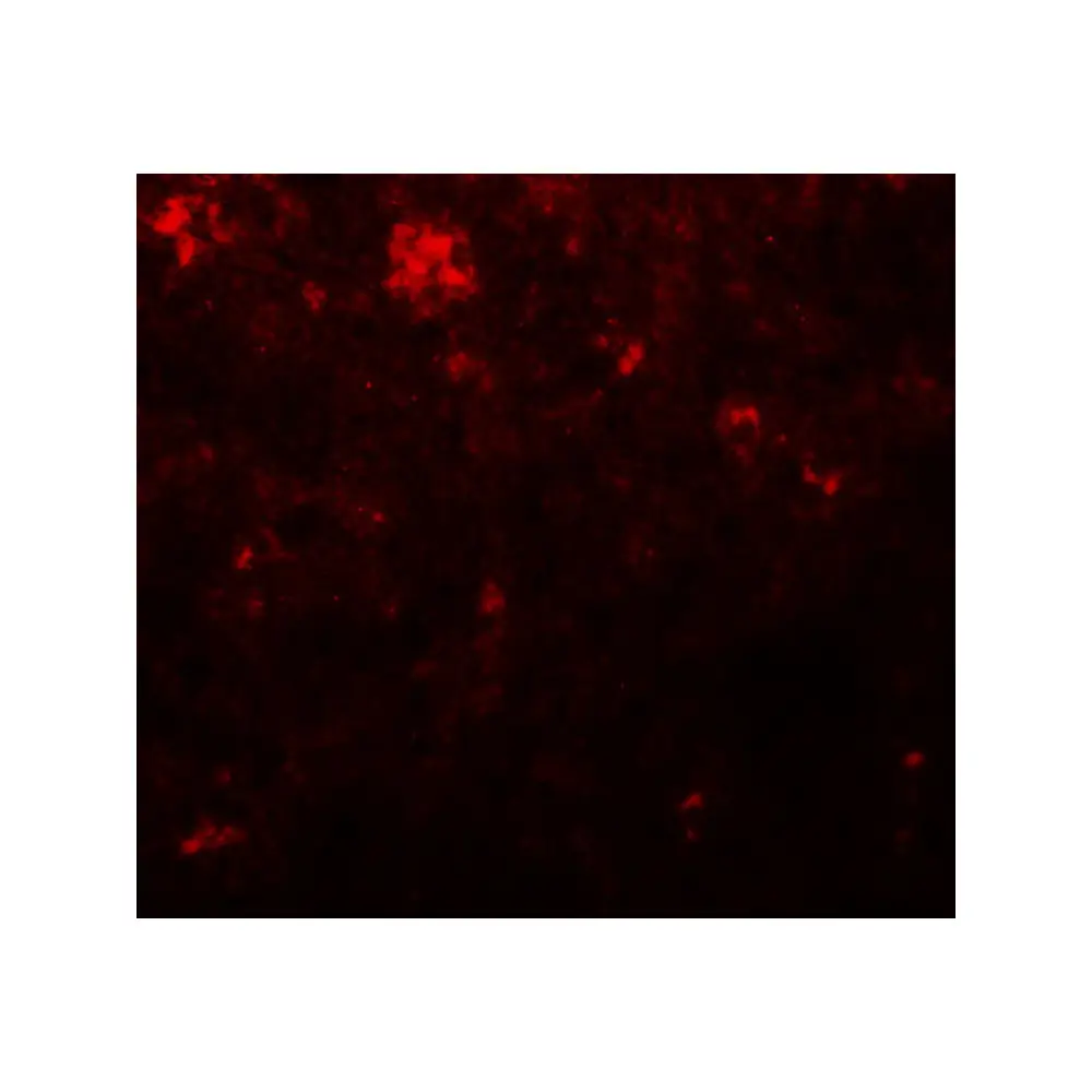 ProSci 5585 NANOG Antibody, ProSci, 0.1 mg/Unit Tertiary Image