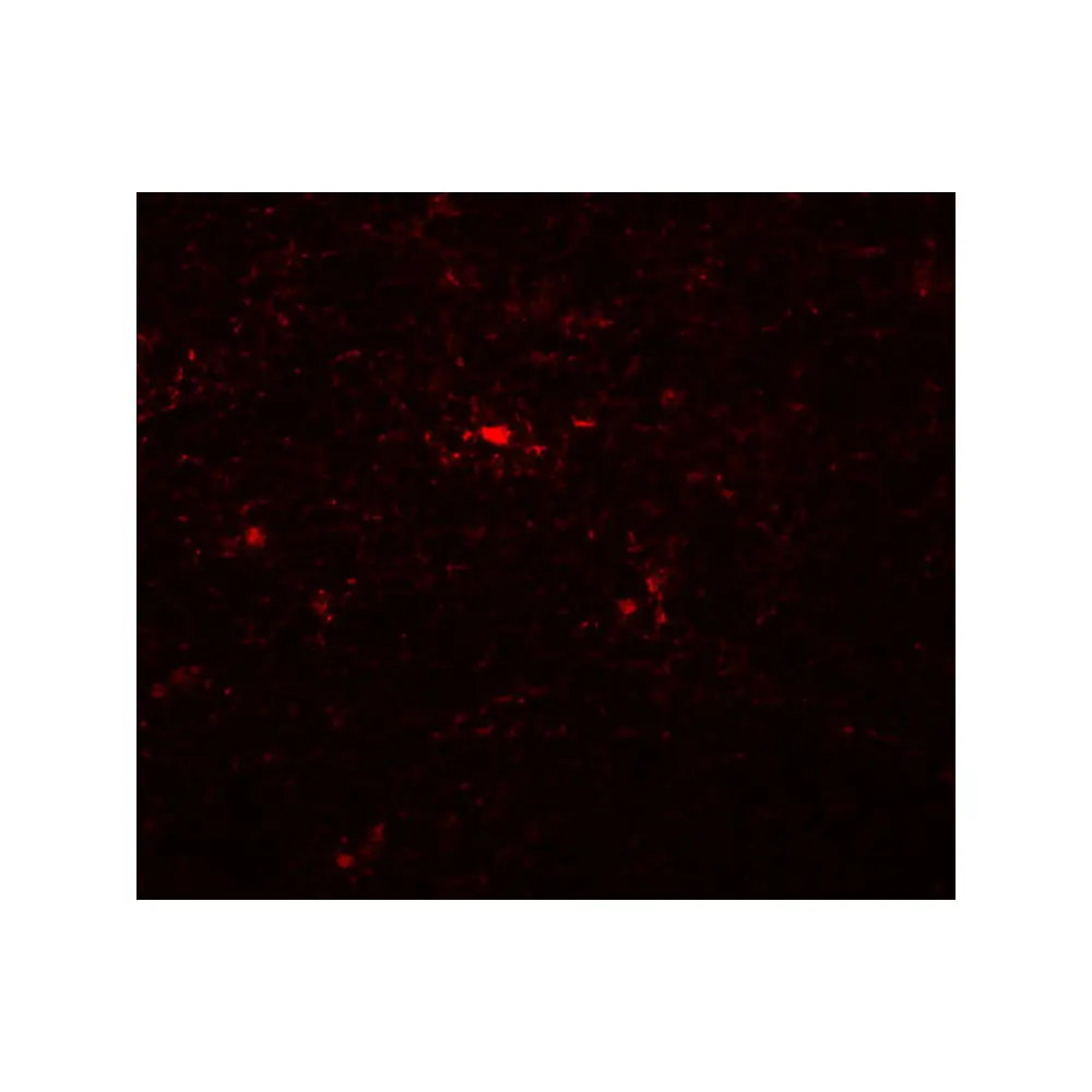 ProSci 5549_S NAT11 Antibody, ProSci, 0.02 mg/Unit Tertiary Image