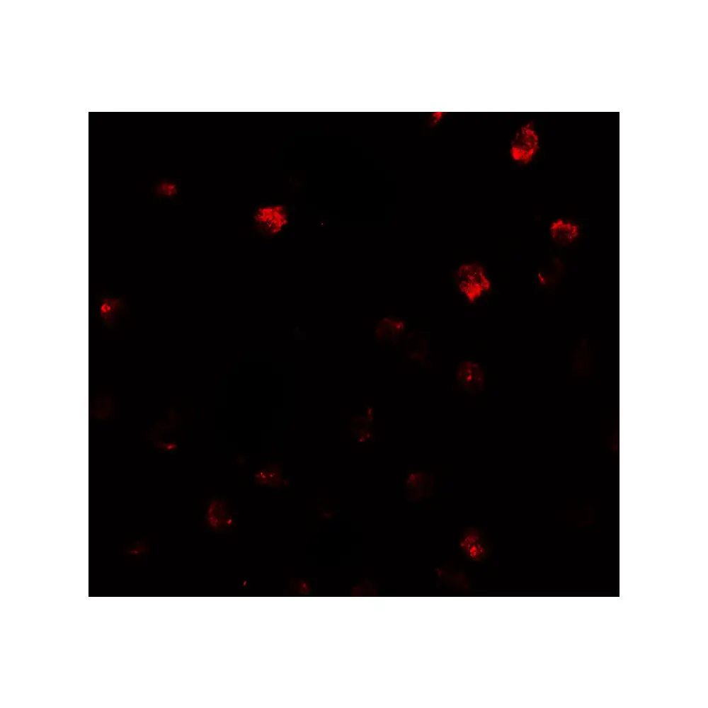 ProSci 7869 NDST2 Antibody, ProSci, 0.1 mg/Unit Secondary Image